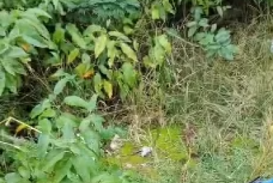 Jiboia levada no pescoço por morador em Búzios é devolvida à natureza