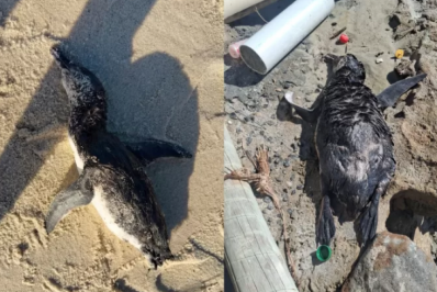 Dois pinguins são encontrados mortos em praias da Região dos Lagos em menos de 48 horas