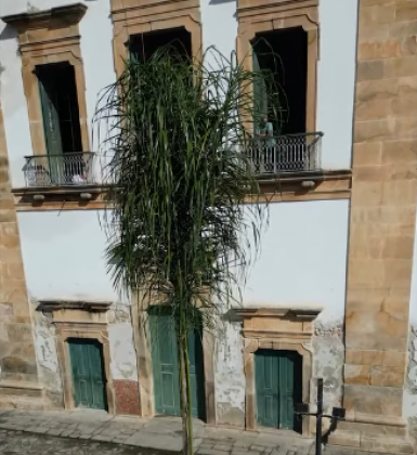Paraty avança em plano de arborização com novo plantio na Matriz