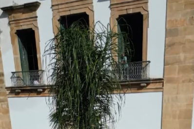 Paraty avança em plano de arborização com novo plantio na Matriz