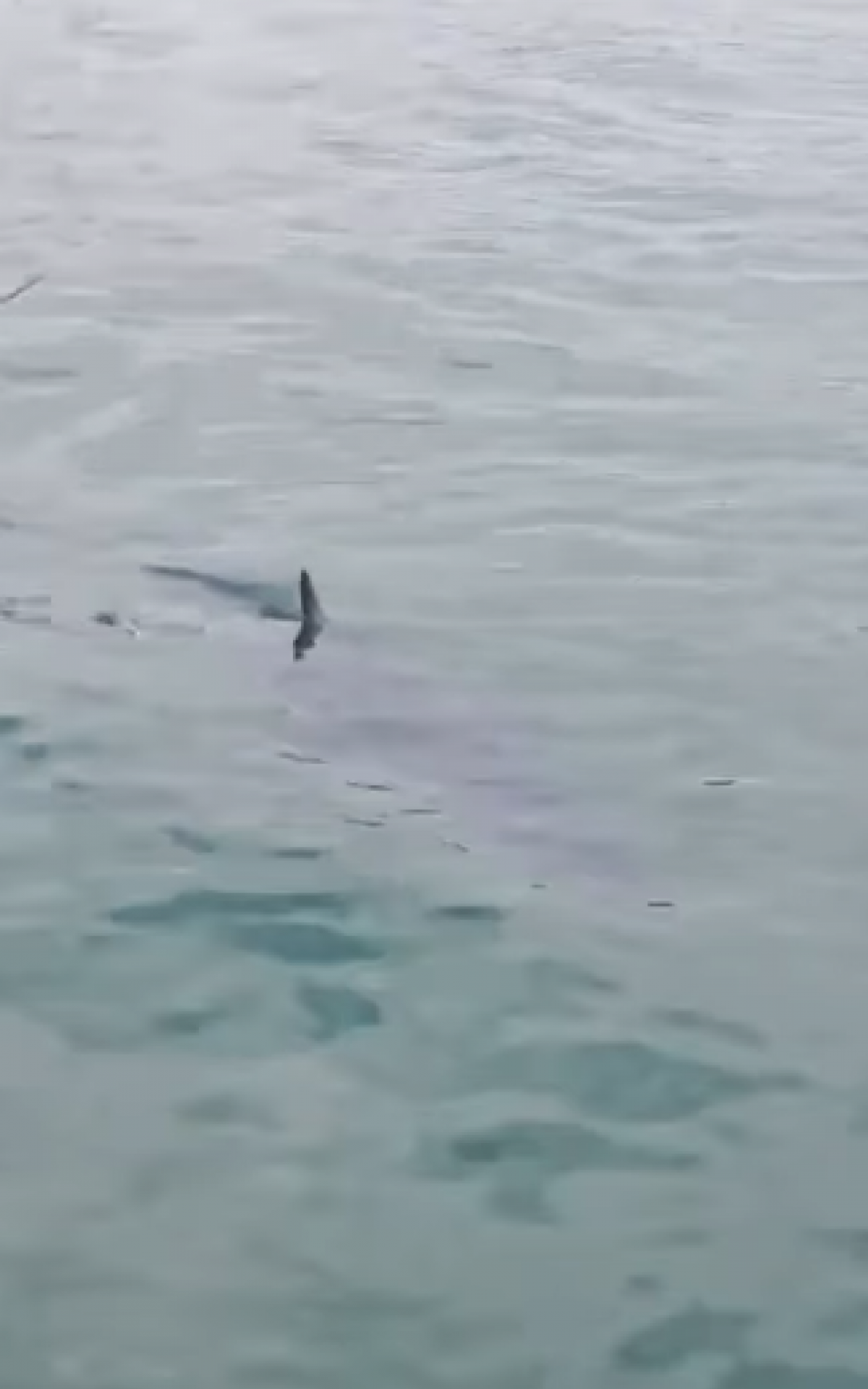 Tubarão-mako é a espécie registrada na Baía da Ilha Grande - Foto: Divulgação / Prefeitura de Paraty