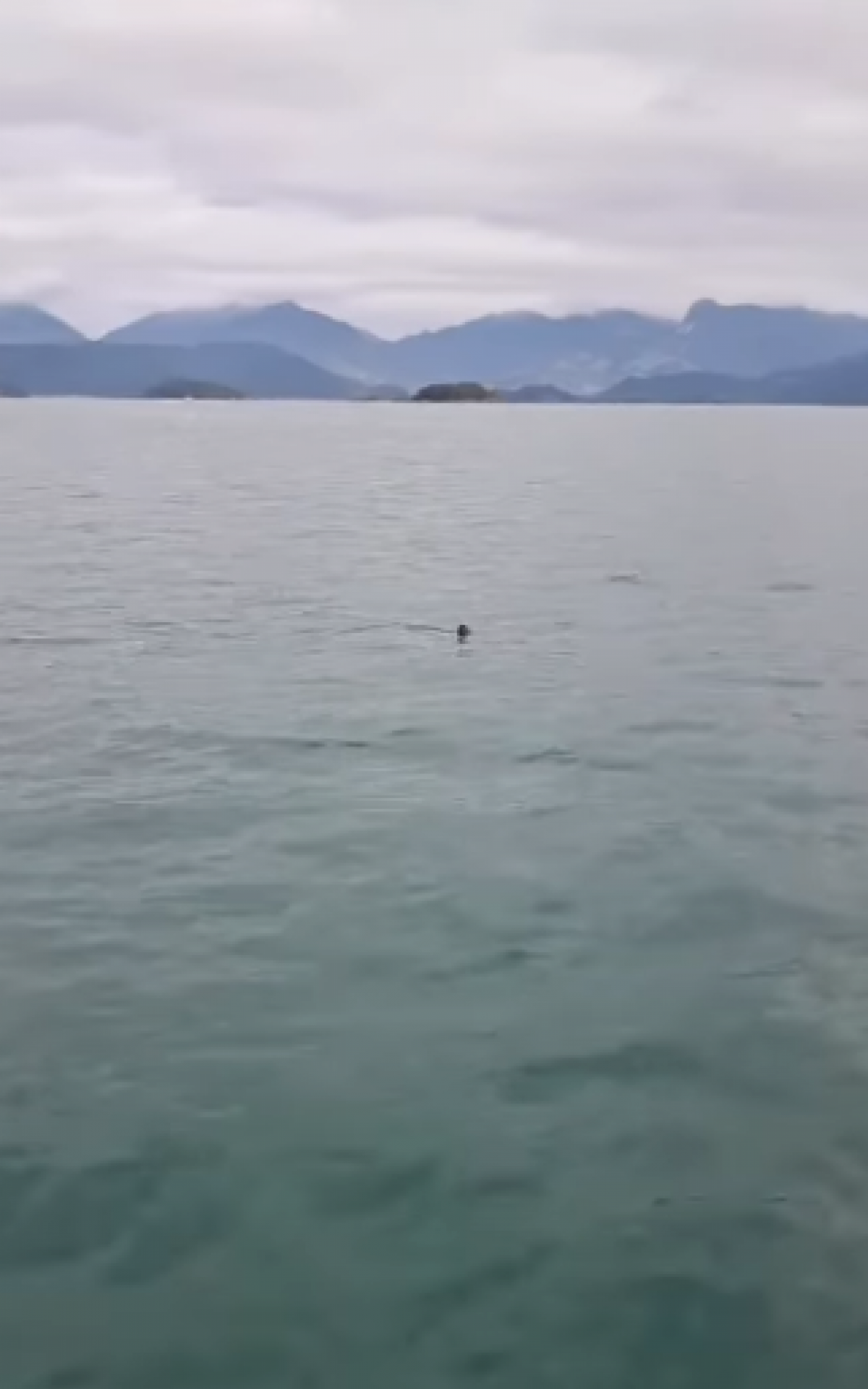 Tubarão-mako é a espécie registrada na Baía da Ilha Grande - Foto: Divulgação / Prefeitura de Paraty