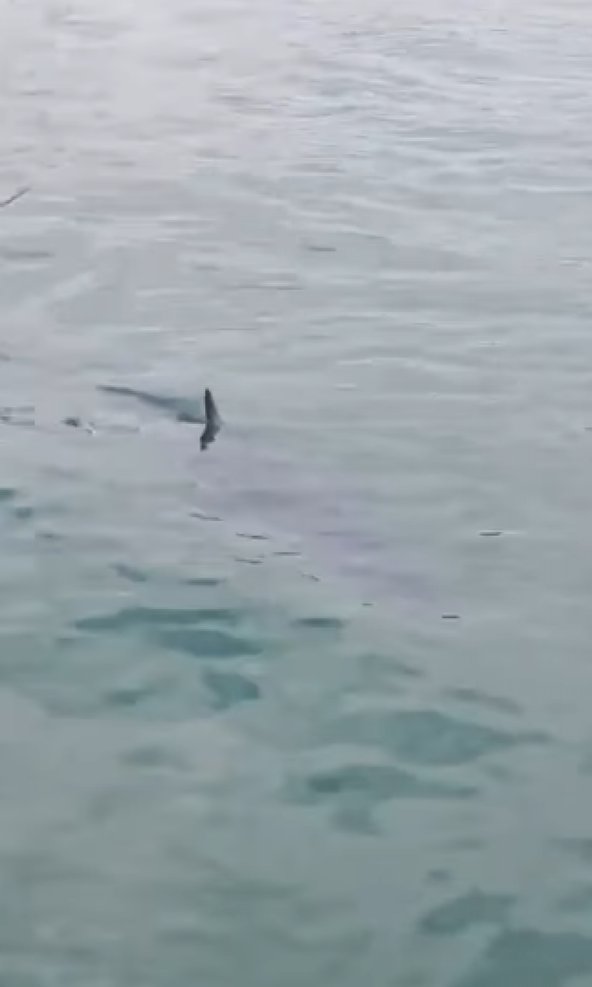 Tubar&atilde;o-mako &eacute; a esp&eacute;cie registrada na Ba&iacute;a da Ilha Grande
