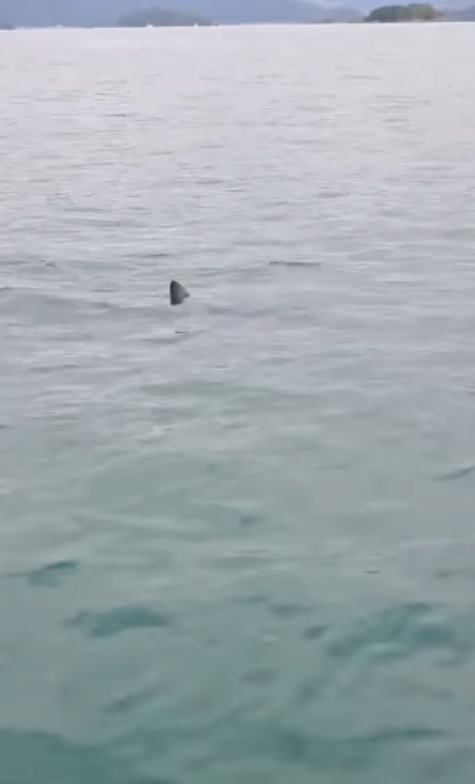 Tubar&atilde;o-mako &eacute; a esp&eacute;cie registrada na Ba&iacute;a da Ilha Grande