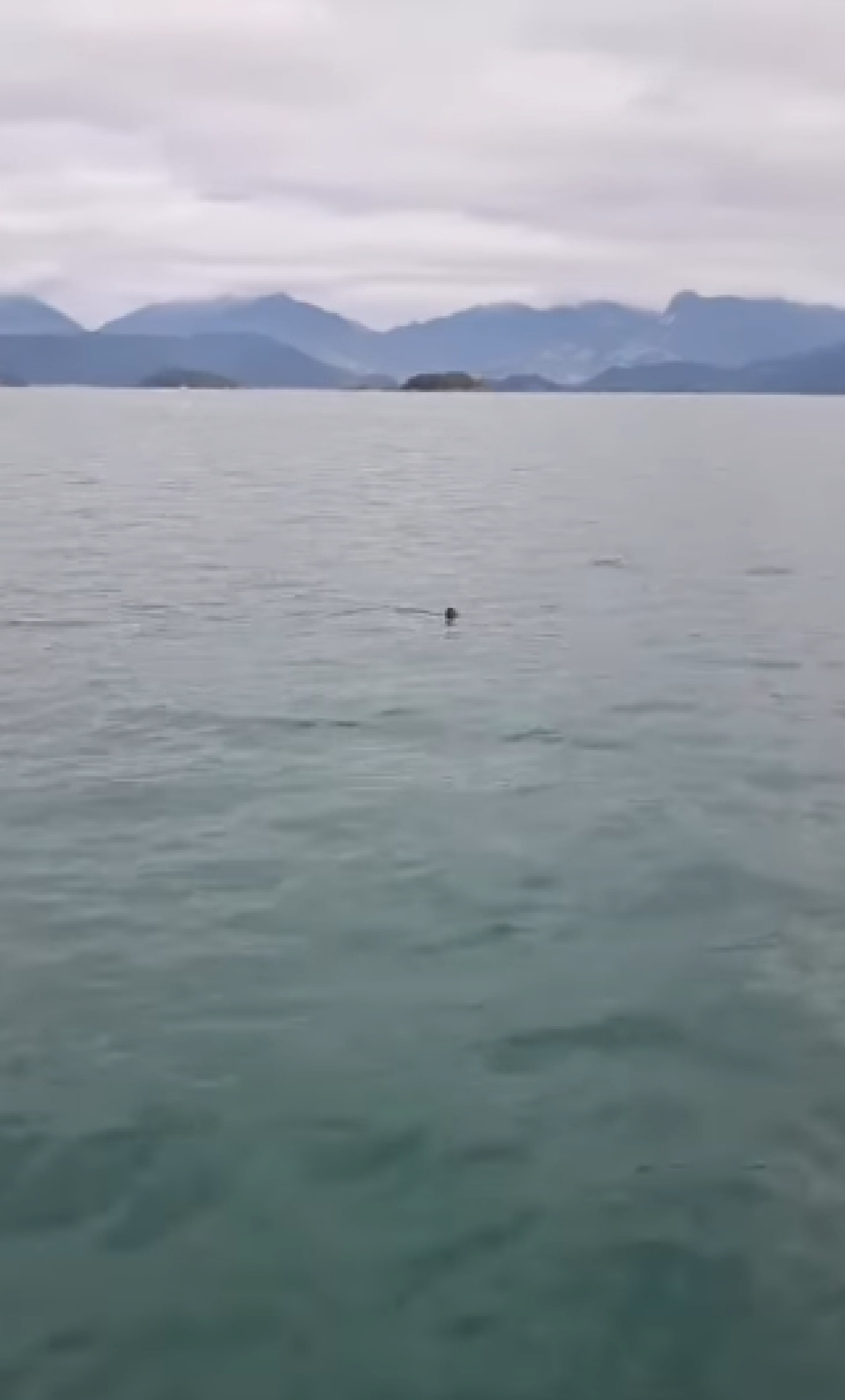Tubar&atilde;o-mako &eacute; a esp&eacute;cie registrada na Ba&iacute;a da Ilha Grande