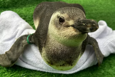 Instituto Albatroz resgata 20 pinguins em praias de Cabo Frio, Búzios e Arraial do Cabo