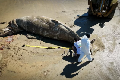 Duas baleias encalham e são removidas de praias em Búzios
