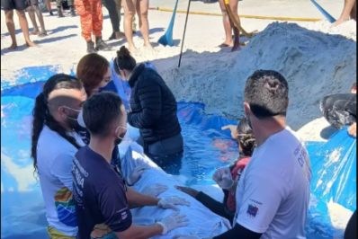 Cachalote-mirim é levado para tratamento após três encalhes em Cabo Frio