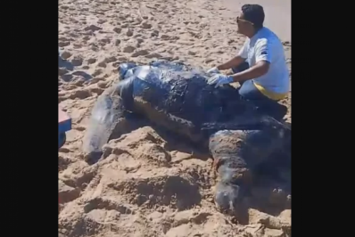 Tartaruga marinha gigante é encontrada morta em praia de Cabo Frio