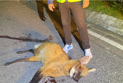 Lobo-guará ameaçado de extinção morre atropelado na RJ-116 em Duas Barras