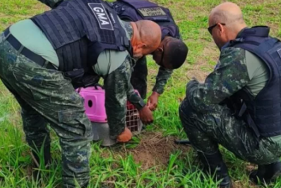 Bugio ferido é resgatado às margens da Rodovia Amaral Peixoto, em Cabo Frio
