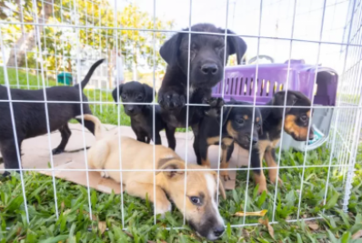Búzios realiza feira de adoção com cães e gatos neste sábado (15)