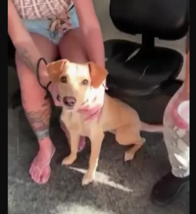 Homem é preso após ser flagrado agredindo cão acorrentado em Araruama