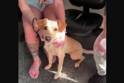 Homem é preso após ser flagrado agredindo cão acorrentado em Araruama
