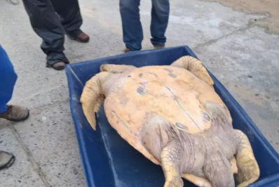 Tartaruga gigante é encontrada morta na Praia do Peró, em Cabo Frio