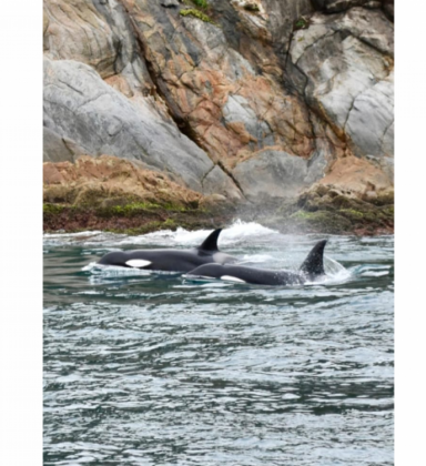 Orcas são avistadas em Arraial do Cabo neste domingo (13)