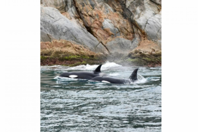 Orcas são avistadas em Arraial do Cabo neste domingo (13)
