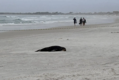Lobo-marinho é avistado na Praia das Dunas, em Cabo Frio