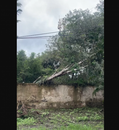Árvore derruba ponto de ônibus após chuva forte em Búzios