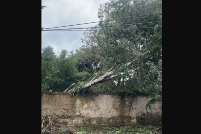 Árvore derruba ponto de ônibus após chuva forte em Búzios