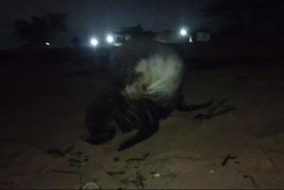 Lobo-marinho é visto em Unamar, no segundo distrito de Cabo Frio