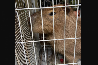 Capivara é resgatada em casa no Centro de Arraial do Cabo